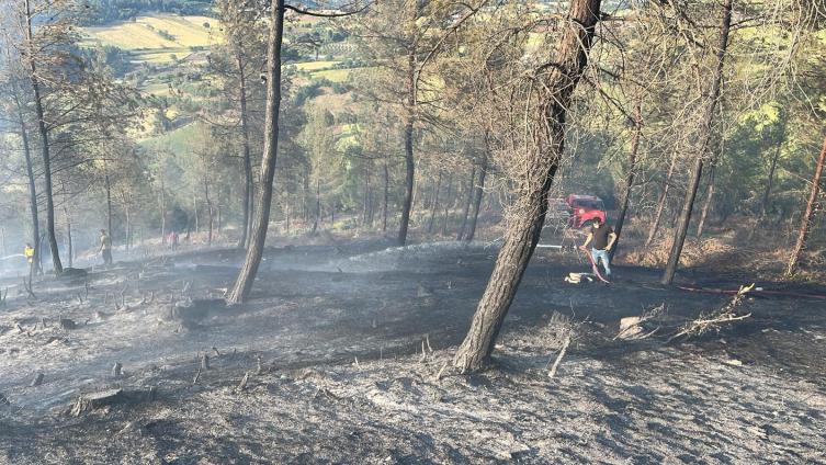 Balıkesir'de orman yangını